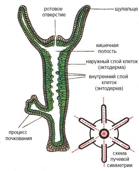 Кракен сайт купить наркотики